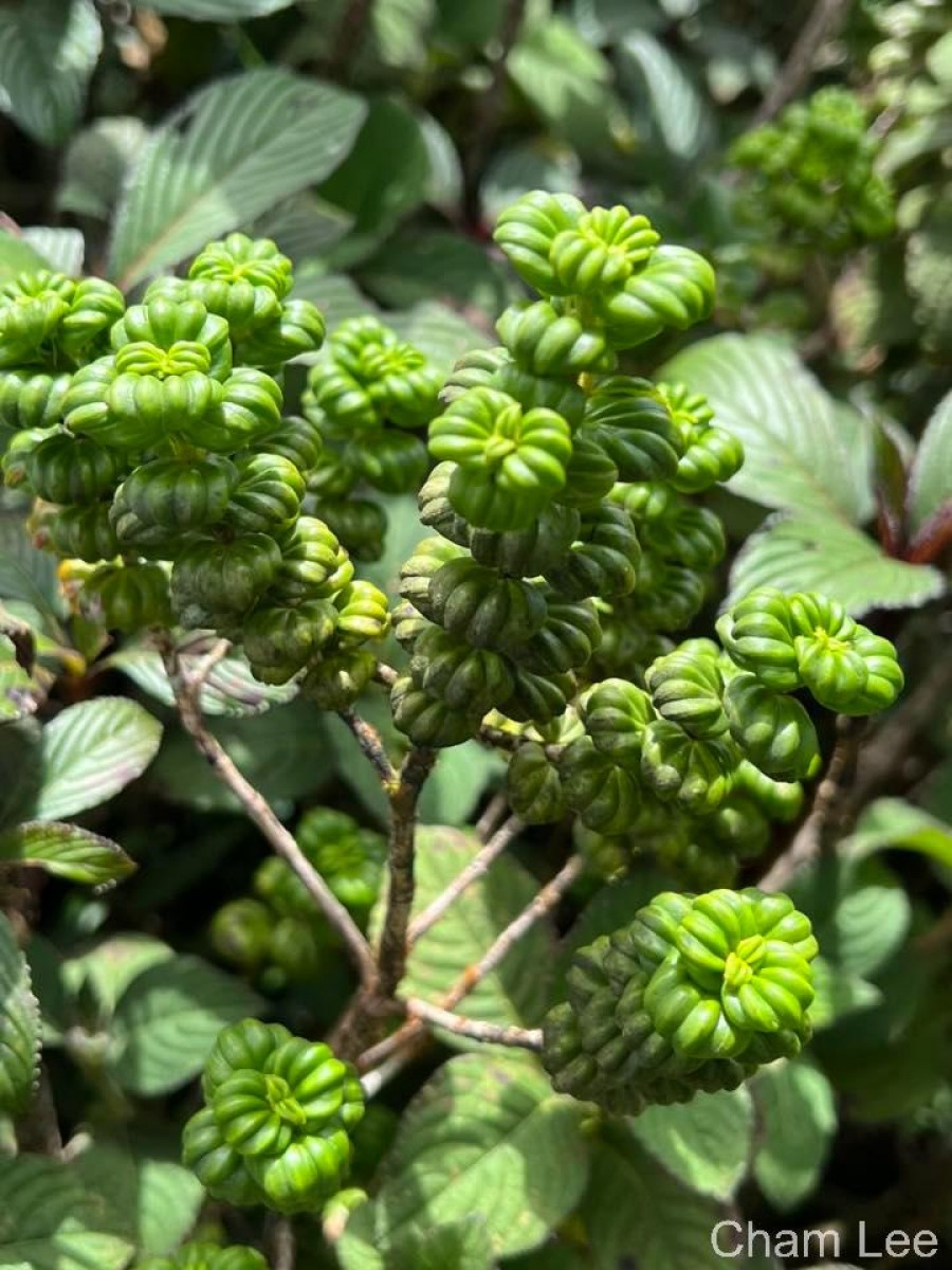 Hedyotis quinquinervia Thwaites